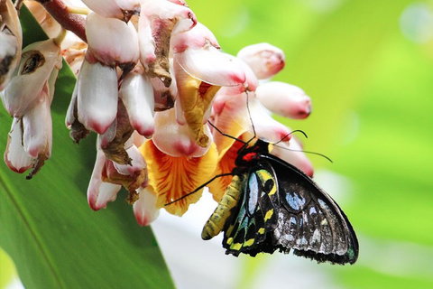 Australian Butterfly Sanctuary- Virtual Interactive Tour With Private Guide - Kawana Tourism 5