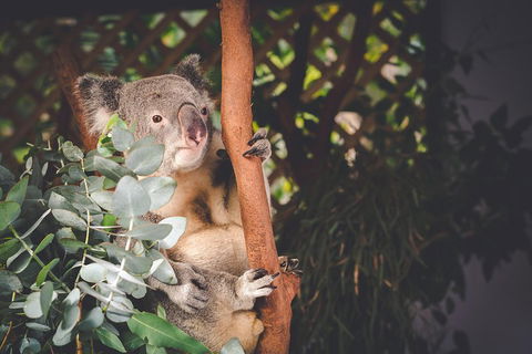 Small-Group Blue Mountains Day Trip From Sydney With Wildlife Park - Kawana Tourism 2