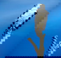 Kangaroo Island 75-Minute Ocean Safari - Kawana Tourism