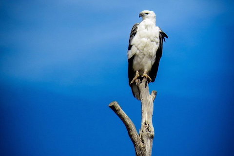 Kangaroo Island 75-Minute Ocean Safari - Kawana Tourism 0