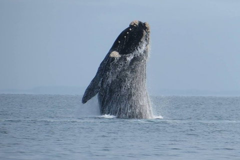 Kangaroo Island 75-Minute Ocean Safari - Kawana Tourism 2