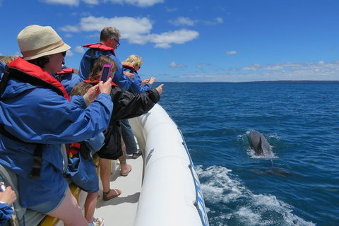 Kangaroo Island 75-Minute Ocean Safari - Kawana Tourism 3
