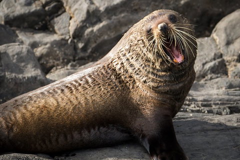 Kangaroo Island 75-Minute Ocean Safari - Kawana Tourism 5