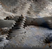 Kangaroo Island Ocean Safari - Snorkeling Safari - Kawana Tourism