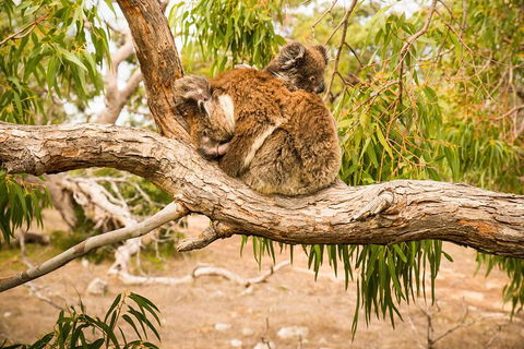 3 Day Port Lincoln And Coffin Bay Private Tour - Kawana Tourism 5