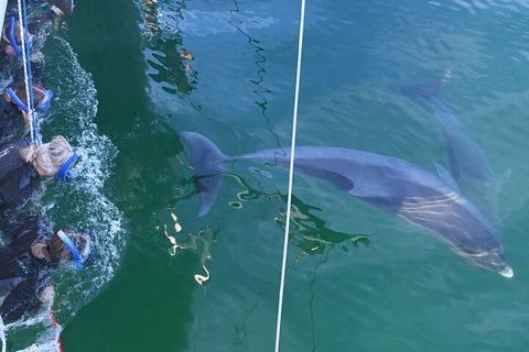 Dolphin Cruise From Adelaide With Optional Dolphin Swim - Kawana Tourism 0