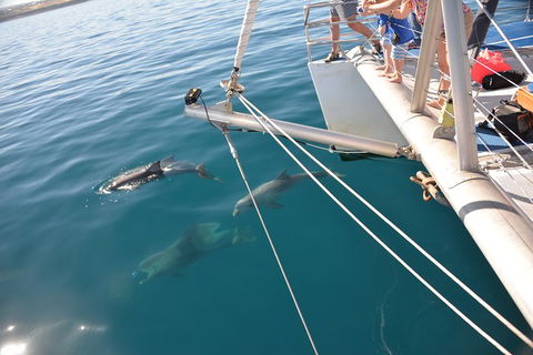 Dolphin Cruise From Adelaide With Optional Dolphin Swim - Kawana Tourism 1