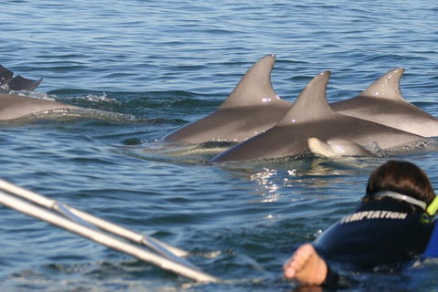 Dolphin Cruise From Adelaide With Optional Dolphin Swim - Kawana Tourism 2