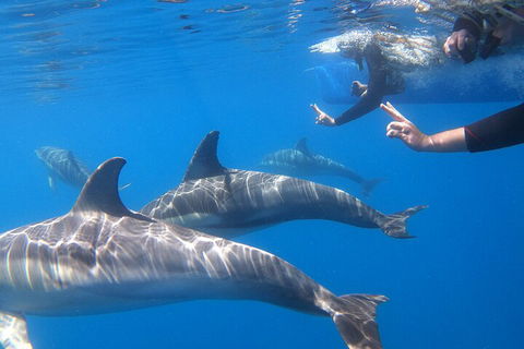 Dolphin Cruise From Adelaide With Optional Dolphin Swim - Kawana Tourism 5