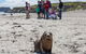 Kangaroo Island In A Day Tour From Adelaide - thumb 0