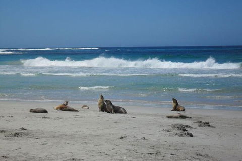 Kangaroo Island In A Day Tour From Adelaide - Kawana Tourism 1