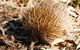 Kangaroo Island In A Day Tour From Adelaide - thumb 2