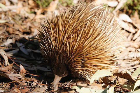 Kangaroo Island In A Day Tour From Adelaide - Kawana Tourism 2
