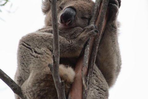 2-Day Kangaroo Island 4WD Small-Group Tour From Adelaide - Kawana Tourism 0