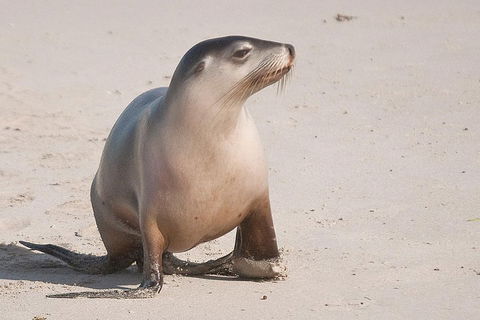 2-Day Kangaroo Island 4WD Small-Group Tour From Adelaide - Kawana Tourism 4