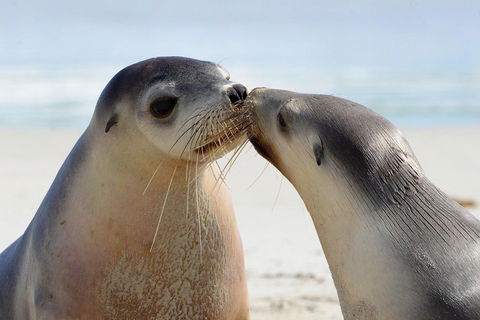 2 Day Ultimate Kangaroo Island With Return Ferry - Kawana Tourism 2