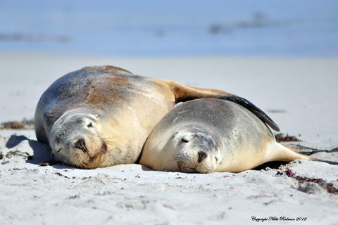 NEW TOUR - Kangaroo Island Road To Recovery Tour (1 Day/1 Night) - Kawana Tourism 1