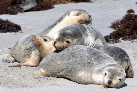 Small-Group Kangaroo Island 4WD Tour From Adelaide - Kawana Tourism 1