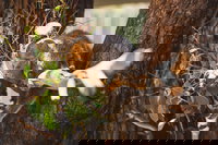 Melbourne City Tour and Phillip Island in One Day