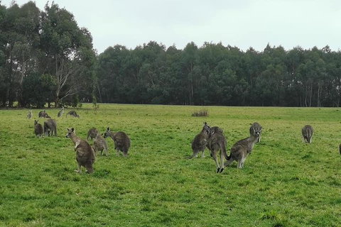 Private Tour: Great Ocean Road From Melbourne - Kawana Tourism 4
