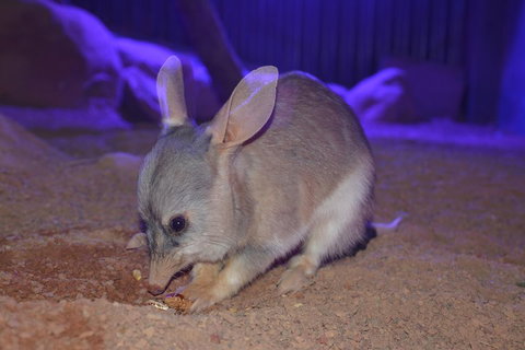 Kuranda Wildlife Experience Three Attraction Pass - Kawana Tourism 0