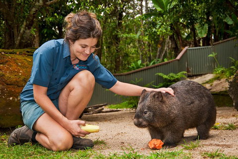 Kuranda Koala Gardens General Entry Ticket - Kawana Tourism 4