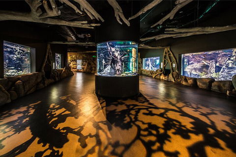 Cairns Aquarium Tour By Twilight With Drink And Appetiser - Kawana Tourism 1