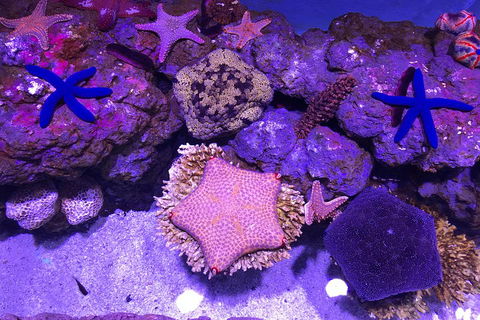 Cairns Aquarium Family Ticket - Kawana Tourism 1