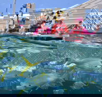 Outer Reef Pontoon Experience from Cairns - Kawana Tourism