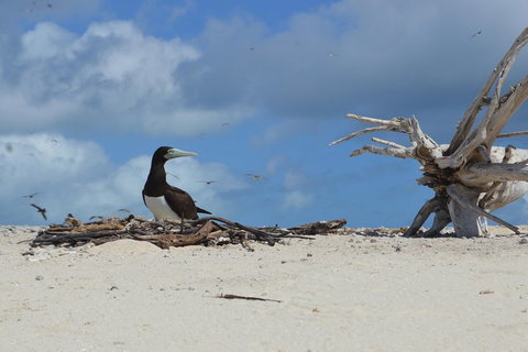 Seastar Luxury Outer Great Barrier Reef Island And Reef Tour From Cairns - Kawana Tourism 1
