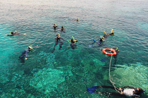 Seastar Luxury Outer Great Barrier Reef Island And Reef Tour From Cairns - Kawana Tourism 2