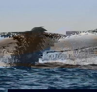 Sydney Whale-Watching Cruise Including Lunch or Breakfast - Kawana Tourism