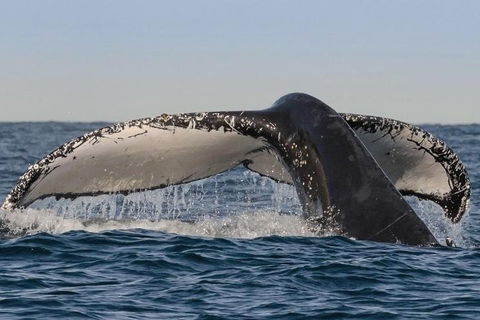 Sydney Whale-Watching Cruise Including Lunch Or Breakfast - Kawana Tourism 0