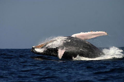 Sydney Whale-Watching Cruise Including Lunch Or Breakfast - Kawana Tourism 1