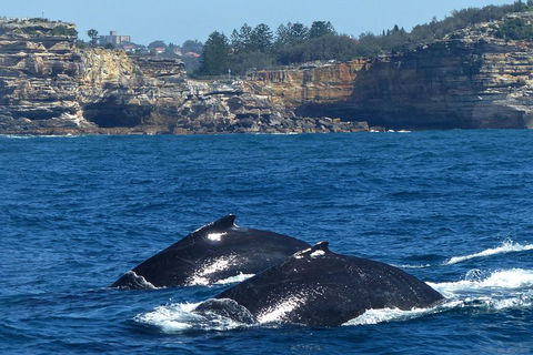 Sydney Whale-Watching Cruise Including Lunch Or Breakfast - Kawana Tourism 2