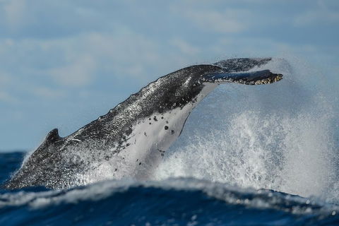 Sydney Whale-Watching Cruise Including Lunch Or Breakfast - Kawana Tourism 4