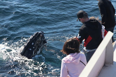 Sydney Whale-Watching Cruise Including Lunch Or Breakfast - Kawana Tourism 5