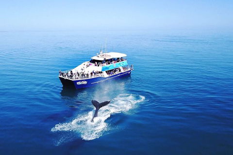 Hervey Bay Whale Watching Cruise - Kawana Tourism 5