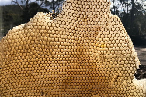 Bruny Island Day Tour, Includes Lunch And Exclusive Lighthouse Tour - Kawana Tourism 1