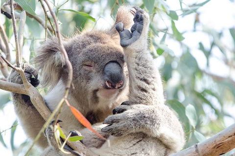 Great Ocean Road Reverse Itinerary With 12 Apostles From Melbourne - Kawana Tourism 1