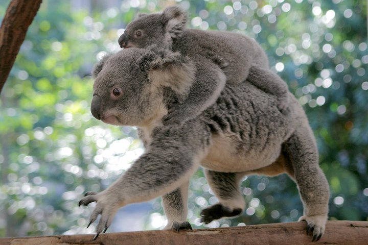 Brisbane QLD Kawana Tourism