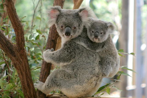 Lone Pine Koala Sanctuary Admission With Brisbane River Cruise - Kawana Tourism 3