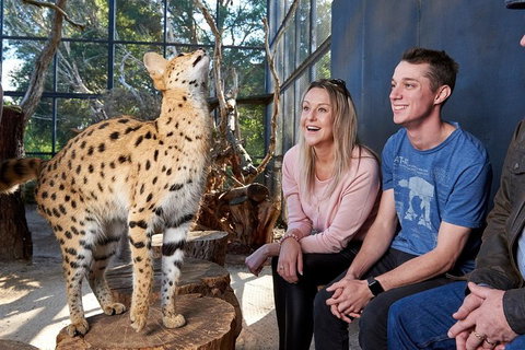 African Cat Encounter At Werribee Open Range Zoo - Kawana Tourism 0