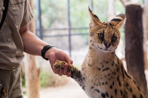 African Cat Encounter At Werribee Open Range Zoo - Kawana Tourism 1