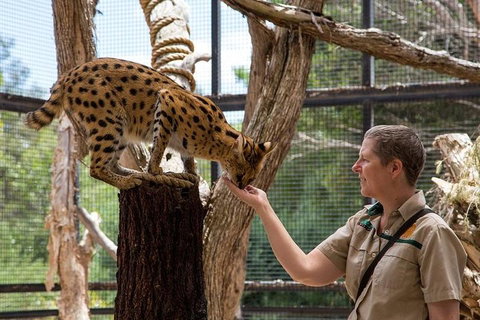African Cat Encounter At Werribee Open Range Zoo - Kawana Tourism 2