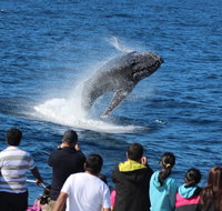 Tangalooma Island Resort Whale Watching Day Cruise - Kawana Tourism