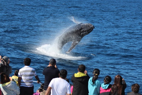 Tangalooma Island Resort Whale Watching Day Cruise - Kawana Tourism 0
