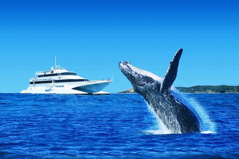 Tangalooma Island Resort Whale Watching Day Cruise - Kawana Tourism 1