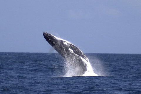 Tangalooma Island Resort Whale Watching Day Cruise - Kawana Tourism 4