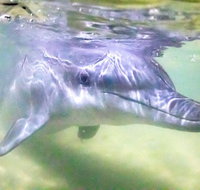Tangalooma Island Resort Whale Watching Day Cruise with Dolphin Feeding - Kawana Tourism
